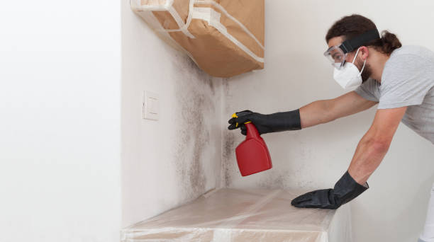 Professional Black Mold Removal technician working in Franklin, NC