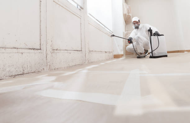 24/7 Emergency Black Mold Removal experts in Franklin, NC